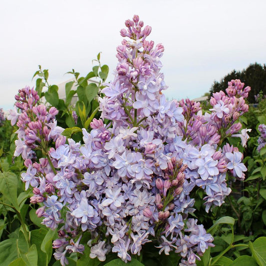 Nadezda Lilac