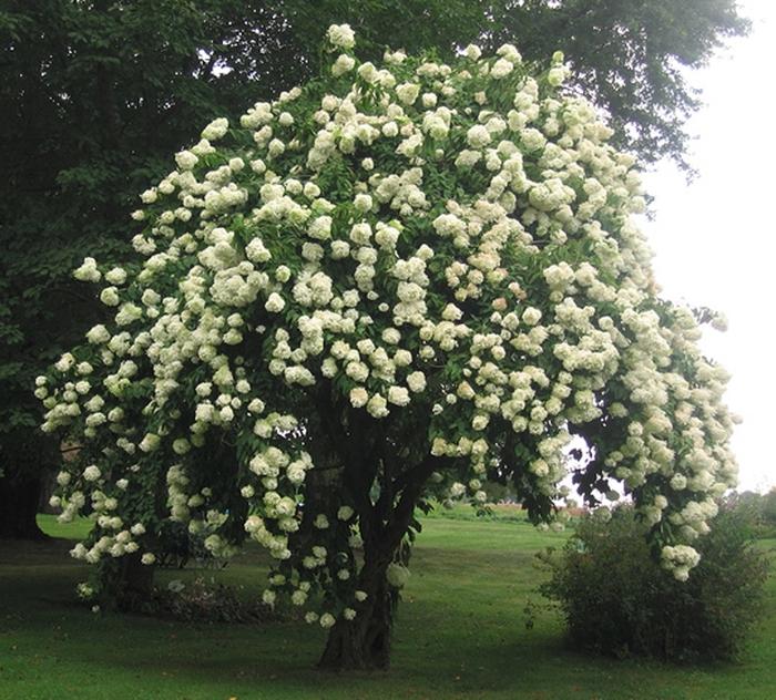 Nannyberry Viburnum