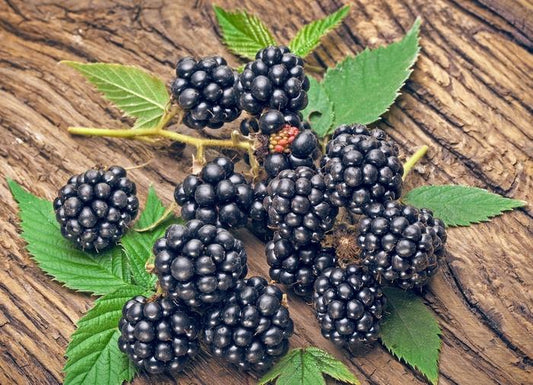 Navaho Blackberry