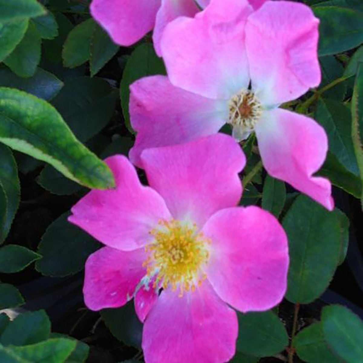 Nearly Wild Shrub Rose - LandscapeDirect