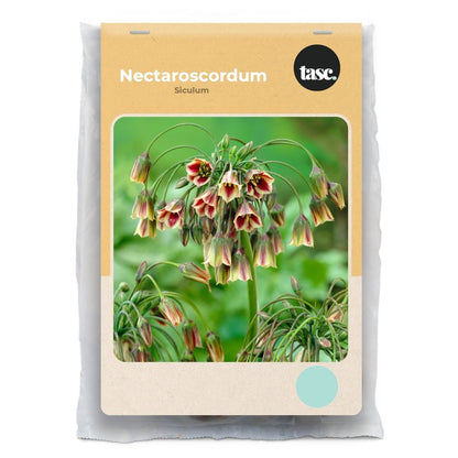 Nectaroscordum Siculum - LandscapeDirect