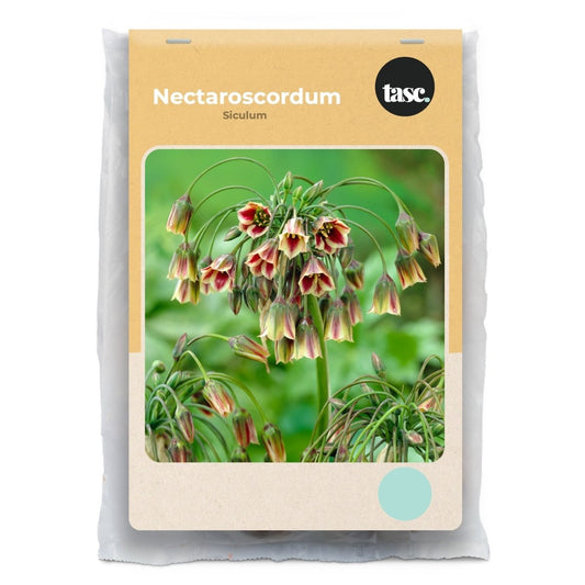Nectaroscordum Siculum - LandscapeDirect