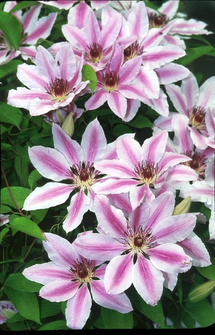 Nelly Moser Clematis – LandscapeDirect