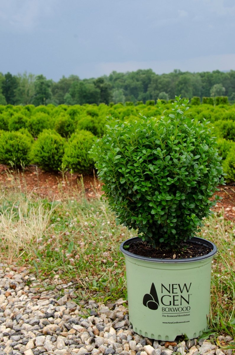 NewGen Freedom Boxwood - LandscapeDirect