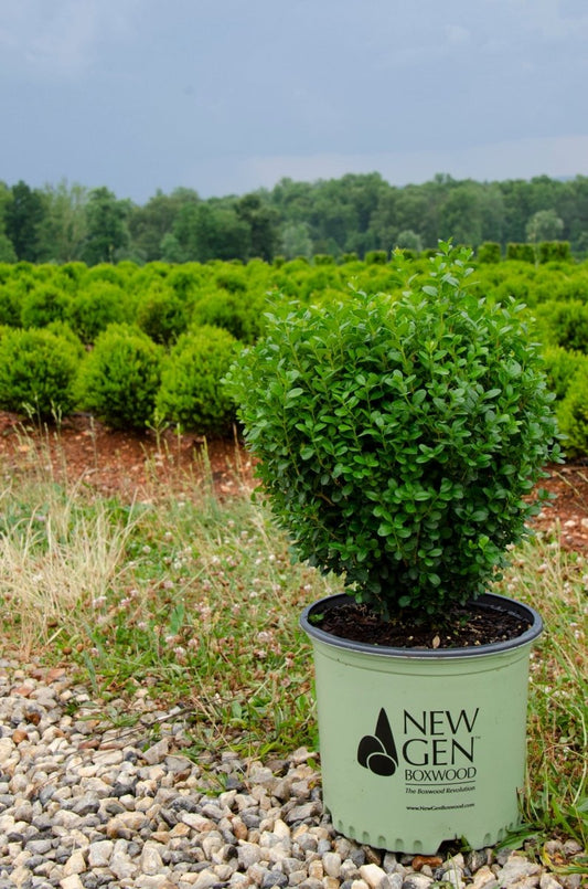NewGen Freedom Boxwood - LandscapeDirect