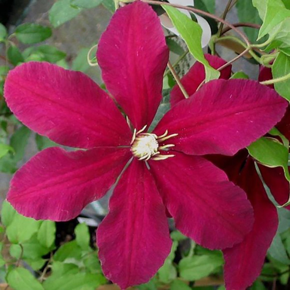 Niobe Clematis - LandscapeDirect