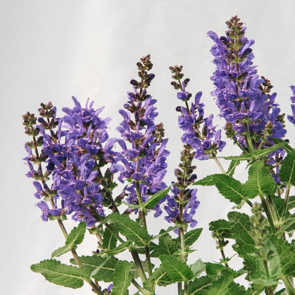 Noble Knight Sage - LandscapeDirect