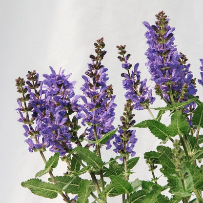 Noble Knight Sage - LandscapeDirect