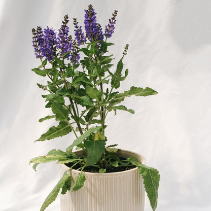 Noble Knight Sage - LandscapeDirect