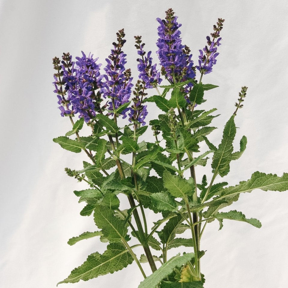 Noble Knight Sage - LandscapeDirect