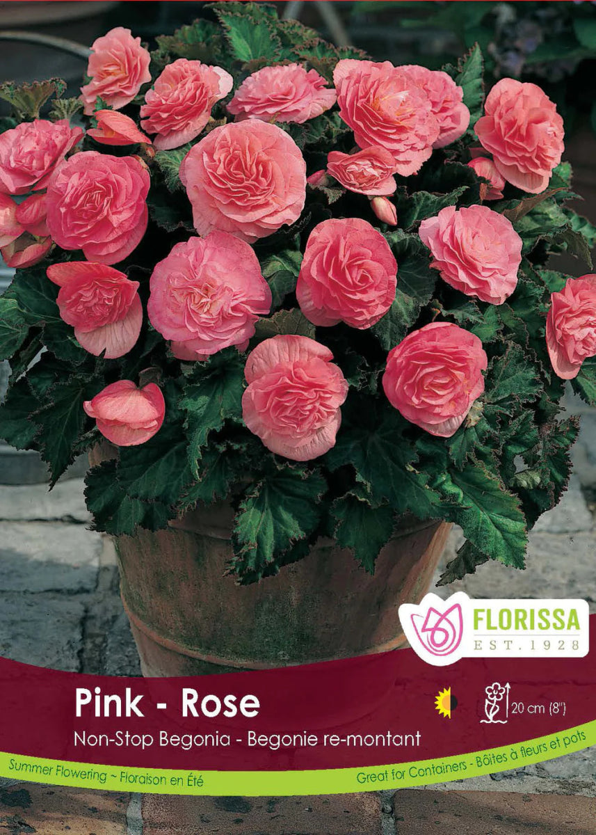 Non - stop Pink Begonia - LandscapeDirect