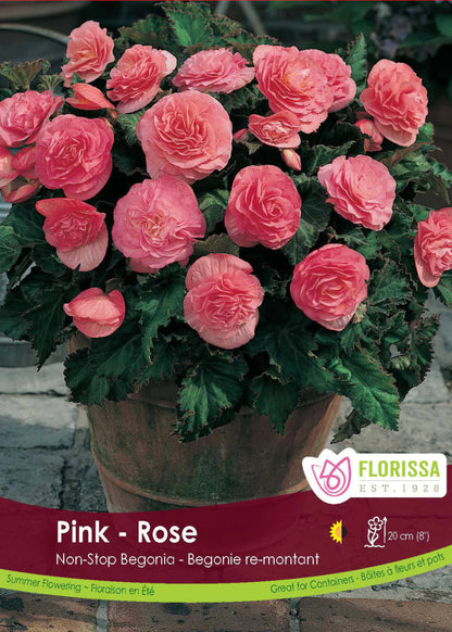 Non - stop Pink Begonia - LandscapeDirect