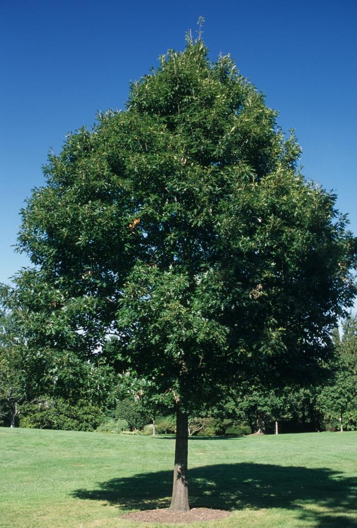 Northern Red Oak