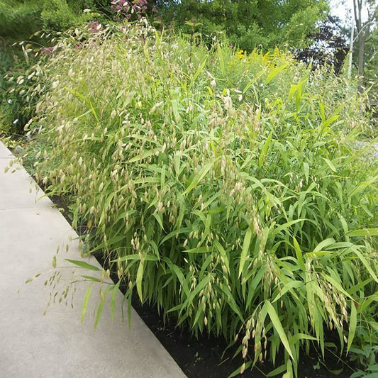 Northern Sea Oats - LandscapeDirect