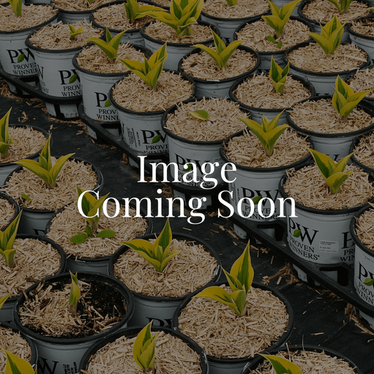 Nova Raspberry - LandscapeDirect
