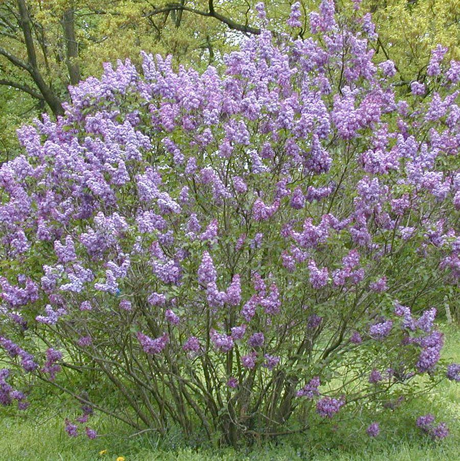 Old Glory Lilac - LandscapeDirect