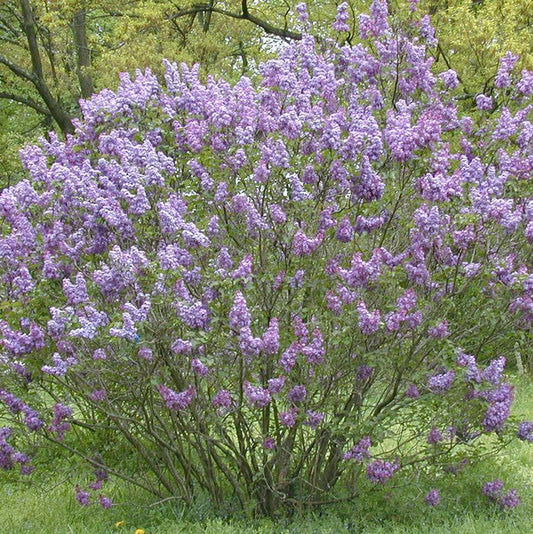 Lilas à la gloire ancienne