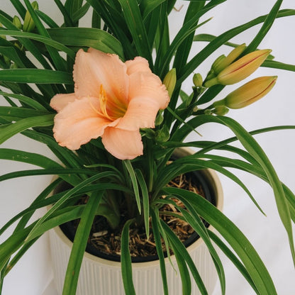 On and On Daylily - LandscapeDirect