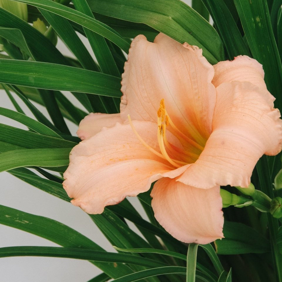 On and On Daylily - LandscapeDirect