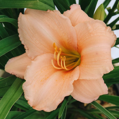 On and On Daylily - LandscapeDirect