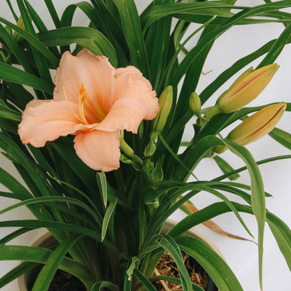 On and On Daylily - LandscapeDirect