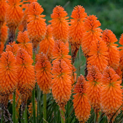 Orange Blaze Red Hot Poker - LandscapeDirect