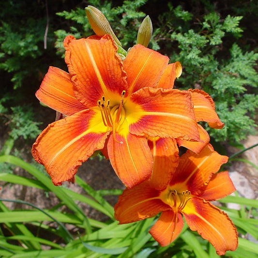 Orange Daylily - LandscapeDirect