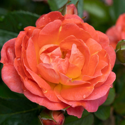 Orange Glow Knock Out Rose - LandscapeDirect