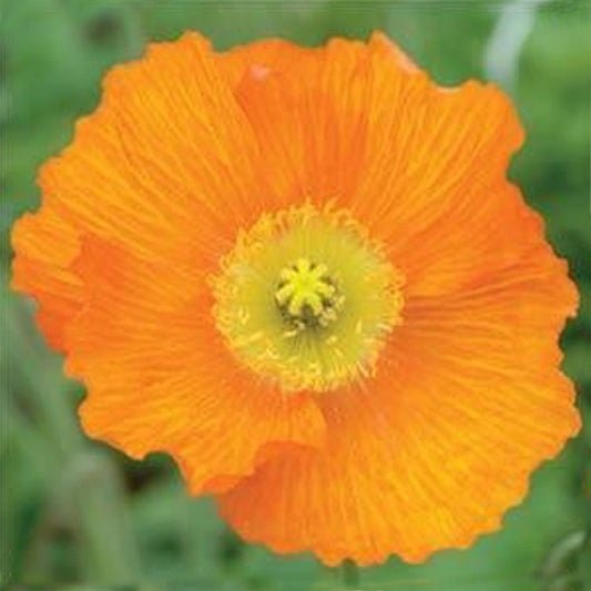 Orange Iceland Poppy - LandscapeDirect