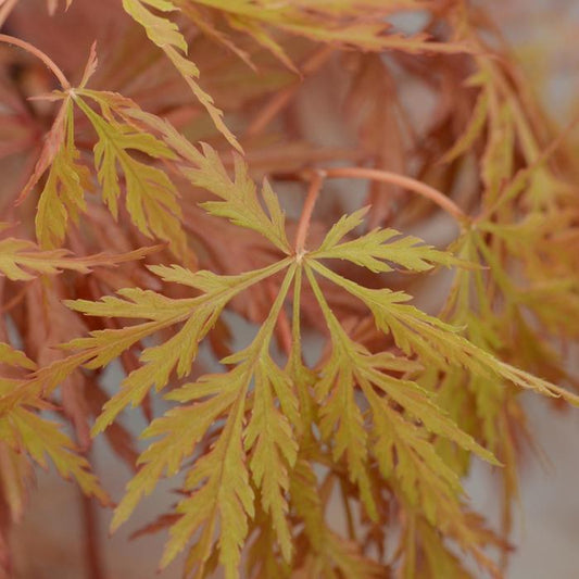 Orangeola Laceleaf Japanese Maple - LandscapeDirect