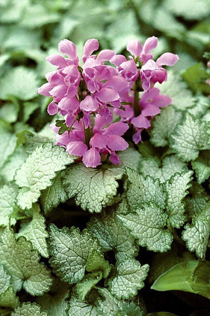 Orchid Frost Spotted Deadnettle - LandscapeDirect
