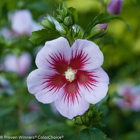 Orchid Satin Rose of Sharon - LandscapeDirect
