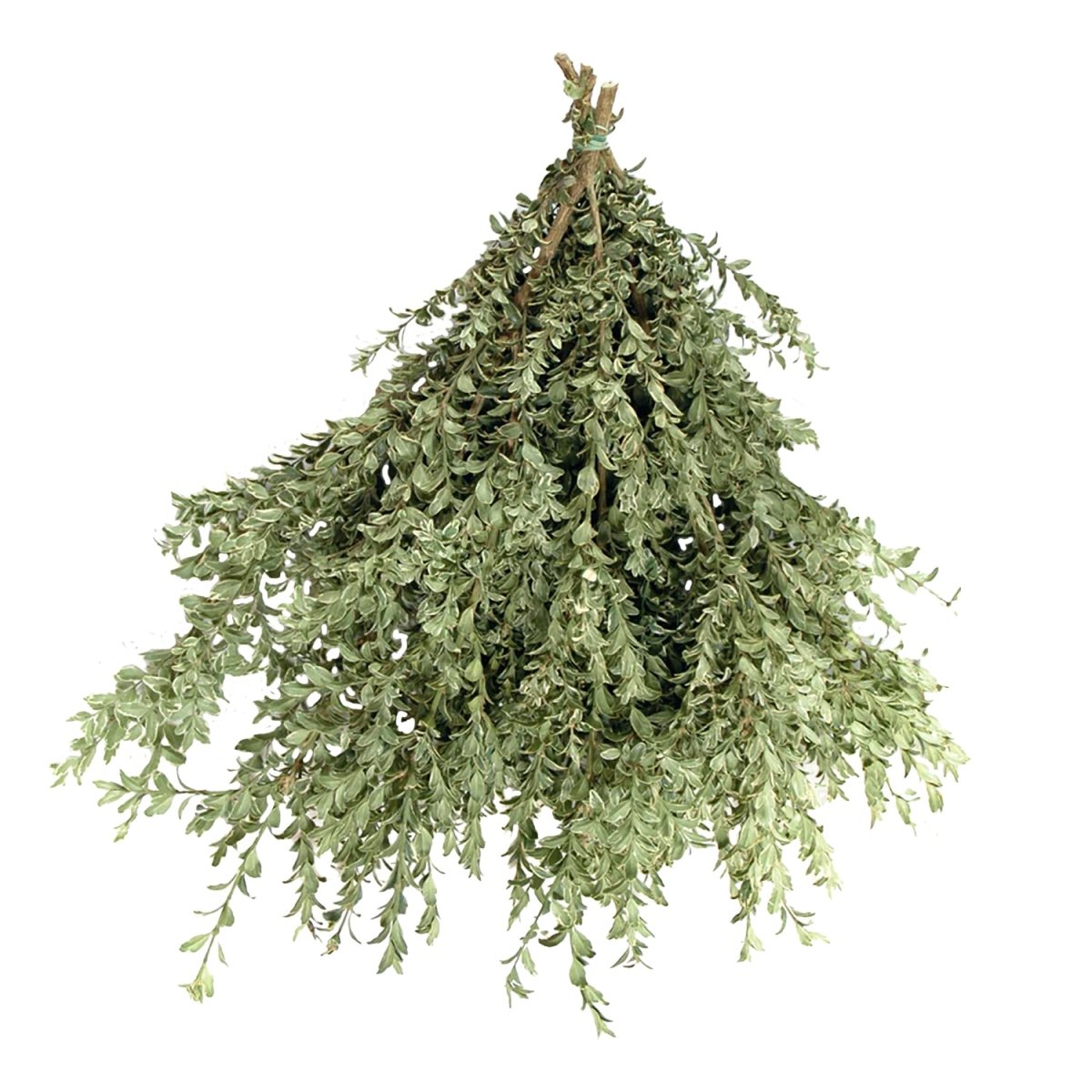 Oregonia Leaf Bunch - LandscapeDirect