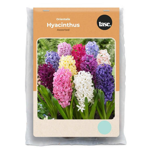 Orientalis Assorted Hyacinth - LandscapeDirect