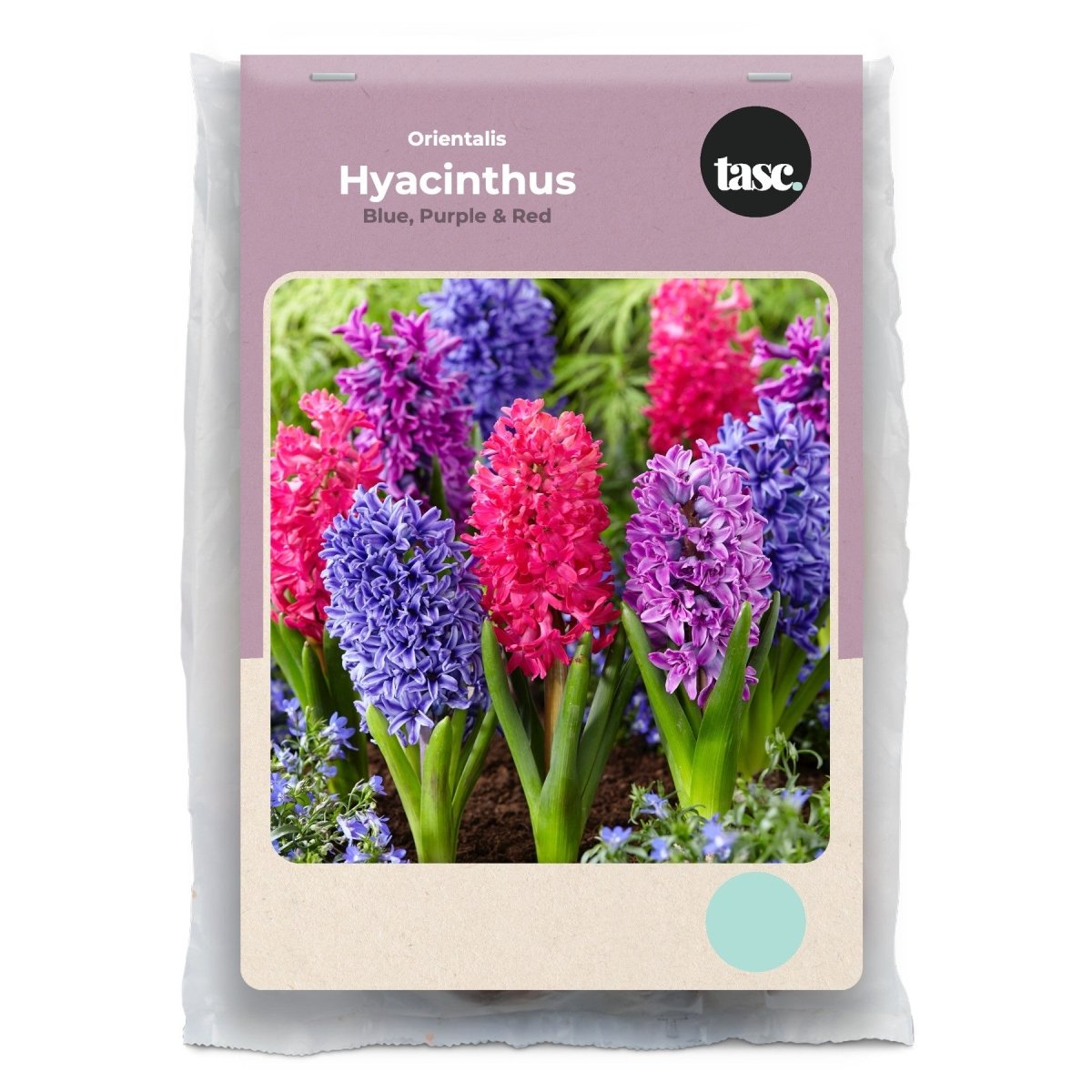 Orientalis Blue, Purple & Red Hyacinth - LandscapeDirect