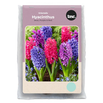 Orientalis Blue, Purple & Red Hyacinth - LandscapeDirect