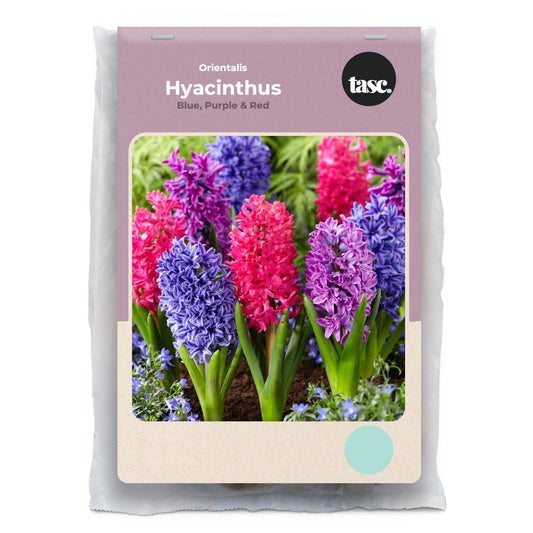 Orientalis Blue, Purple & Red Hyacinth - LandscapeDirect