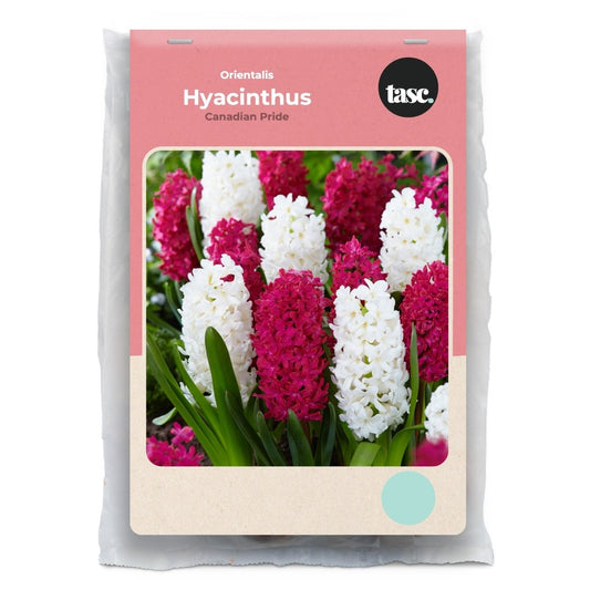 Orientalis Canadian Pride Hyacinth - LandscapeDirect