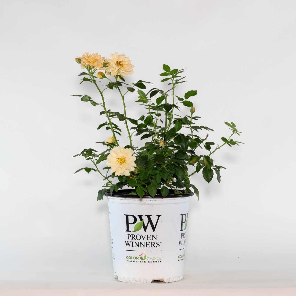 Oso Easy Italian Ice Rose - LandscapeDirect