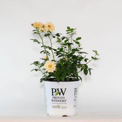 Oso Easy Italian Ice Rose - LandscapeDirect