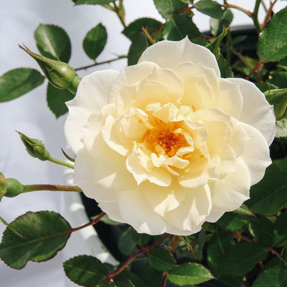 Oso Easy Italian Ice Rose - LandscapeDirect