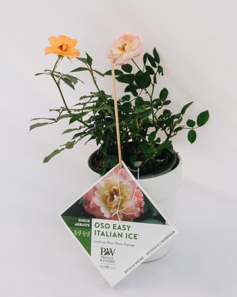 Oso Easy Italian Ice Rose - LandscapeDirect
