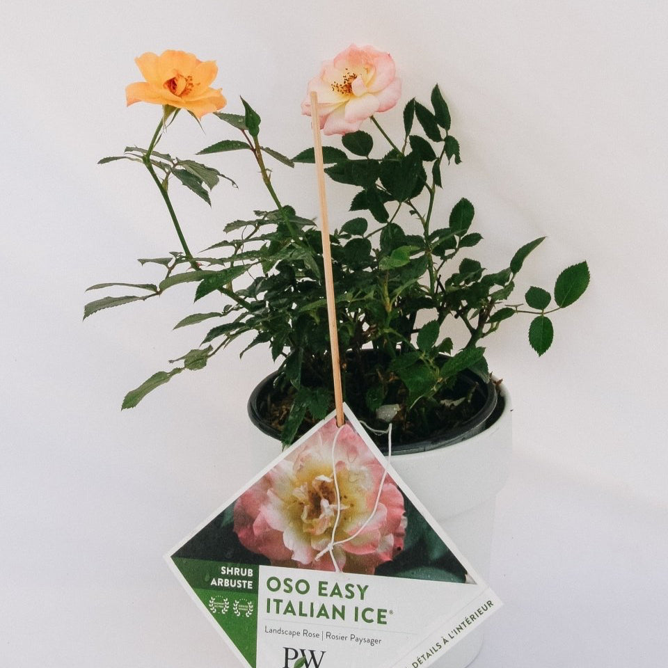 Oso Easy Italian Ice Rose - LandscapeDirect