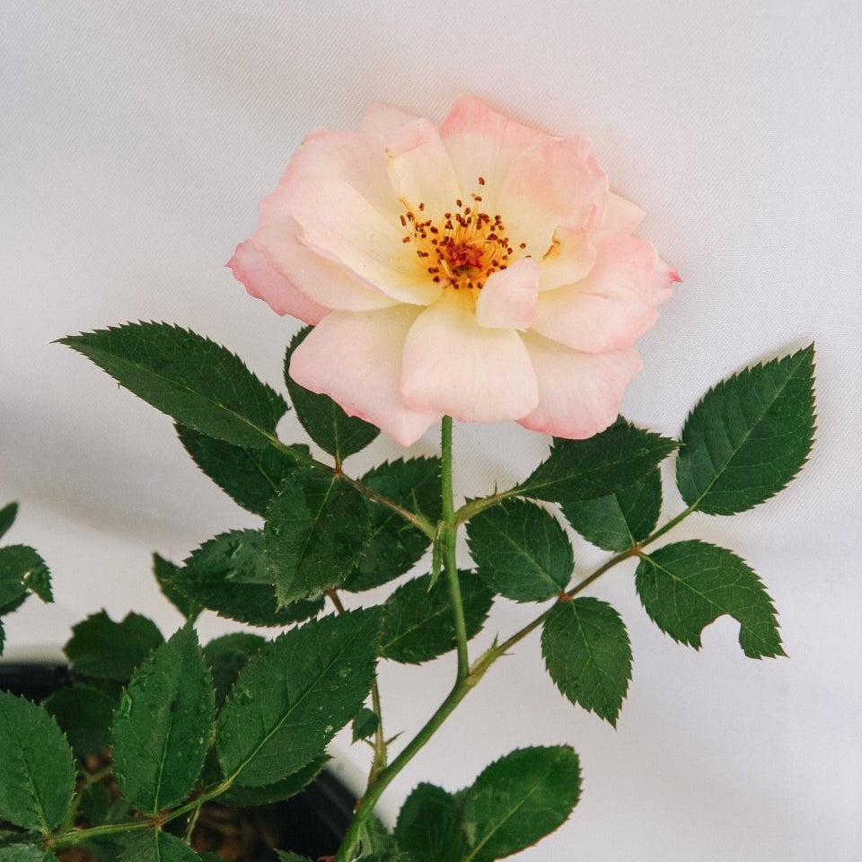 Oso Easy Italian Ice Rose – LandscapeDirect