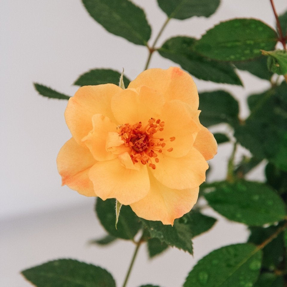Oso Easy Italian Ice Rose – LandscapeDirect