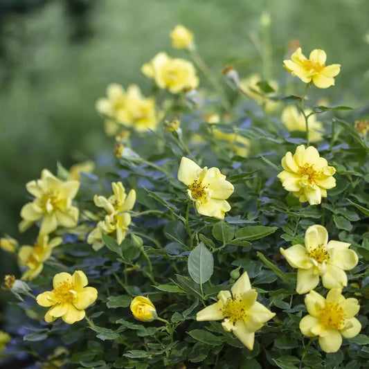 Oso Easy Lemon Zest Rose - LandscapeDirect