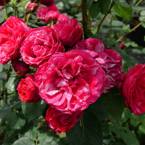 Red Stripe® Landscape Rose