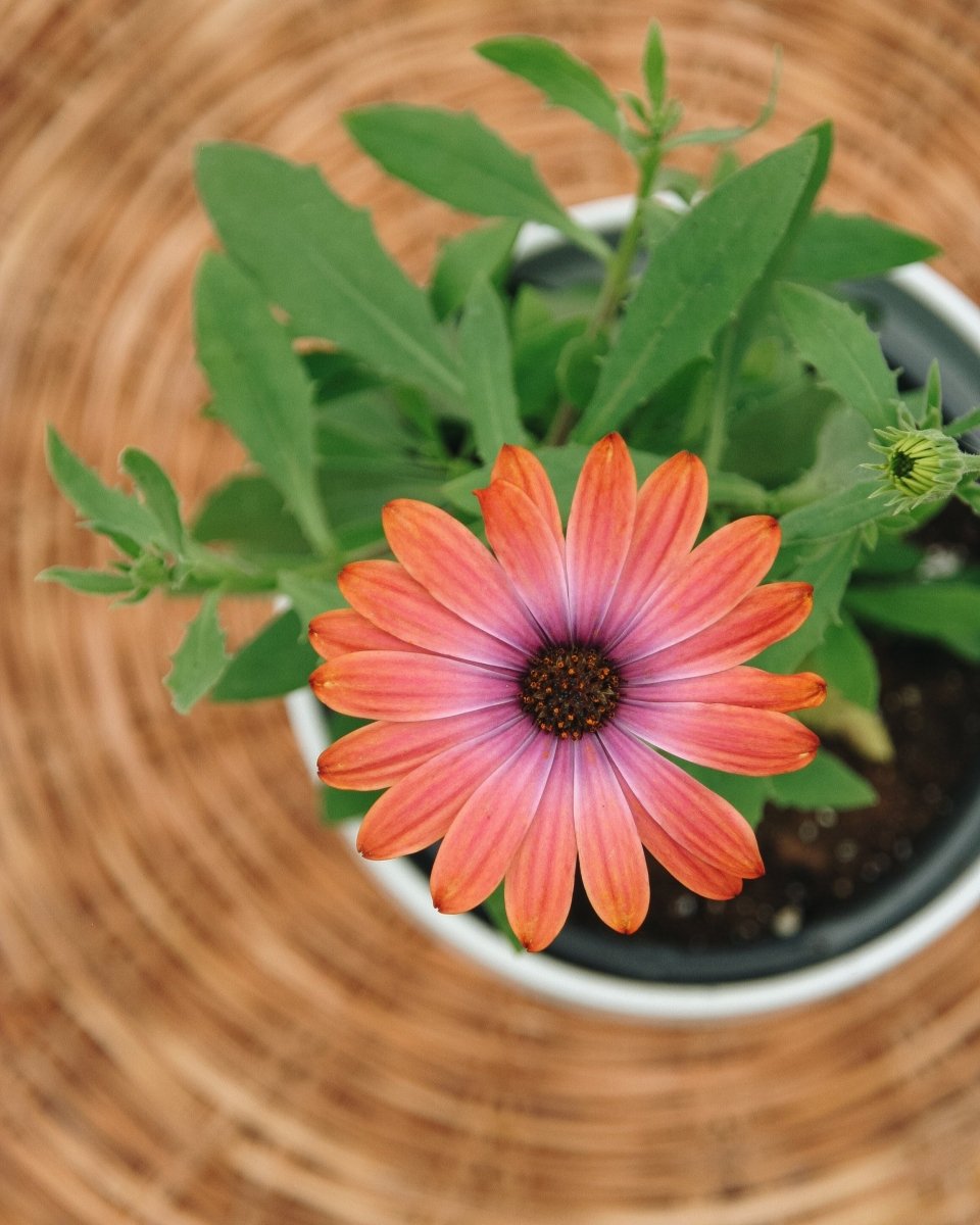 Osteospermum Bright Lights Horizon Sunset - LandscapeDirect