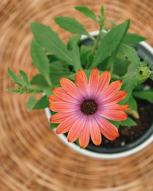Osteospermum Bright Lights Horizon Sunset - LandscapeDirect