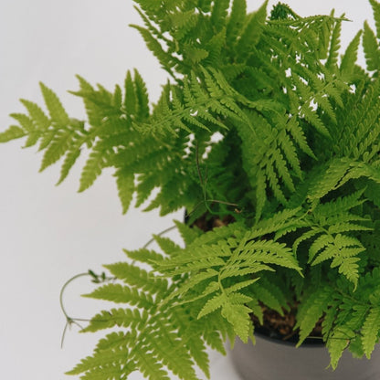 Ostrich Fern (Fiddlehead) - LandscapeDirect